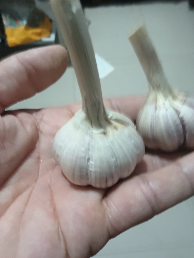 红根蒜苗种子代发全国各地