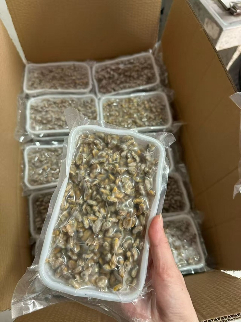 去壳纯肉海瓜子肉现剥薄壳米盒装