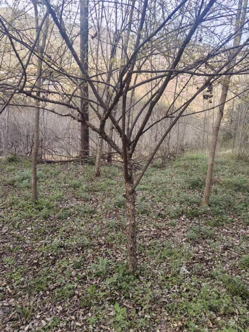 大山茱萸苗质量保证价格优惠产地直发量大优惠