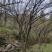 大山茱萸苗质量保证价格优惠产地直发量大优惠