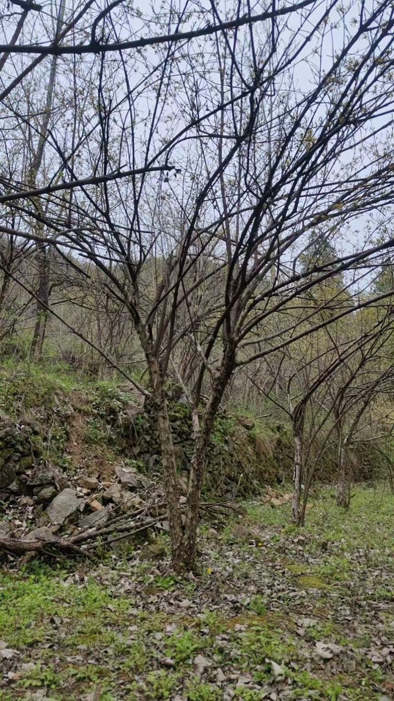 大山茱萸苗质量保证价格优惠产地直发量大优惠
