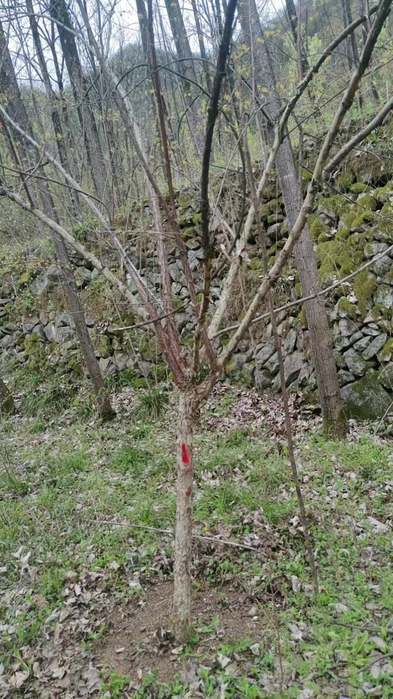 大山茱萸苗质量保证价格优惠产地直发量大优惠