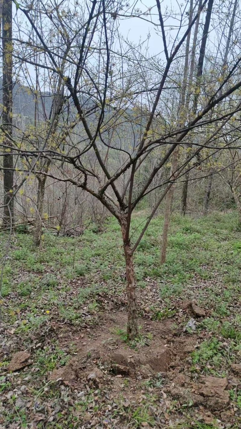 大山茱萸苗质量保证价格优惠产地直发量大优惠
