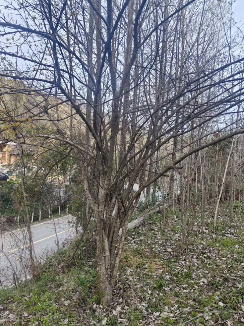 大山茱萸苗质量保证价格优惠产地直发量大优惠