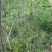 刺槐小苗洋槐树荒山绿化矿山修复