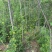 刺槐小苗洋槐树荒山绿化矿山修复