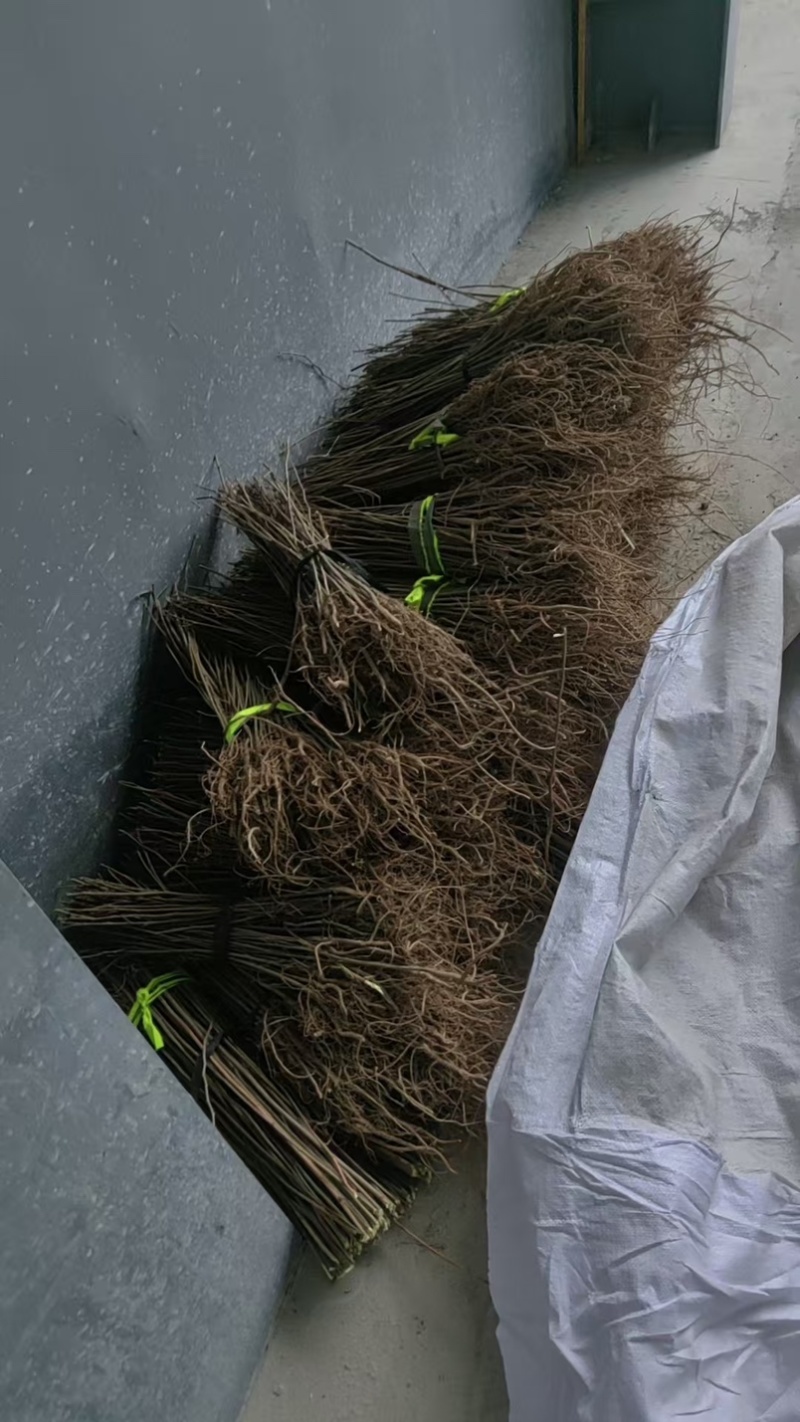 刺槐小苗洋槐树荒山绿化矿山修复
