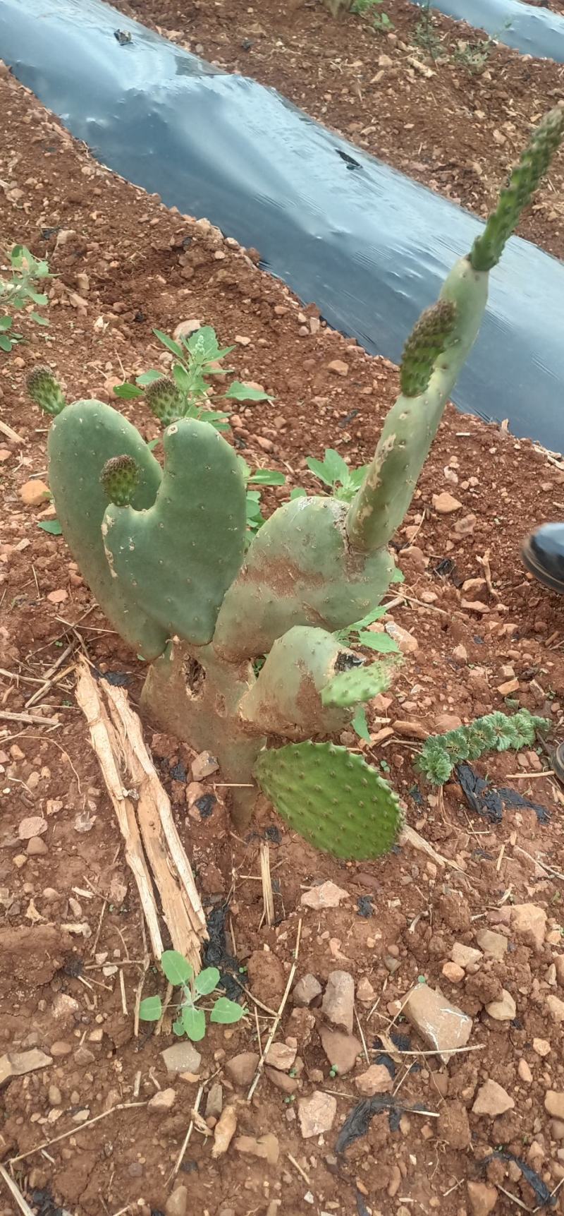 仙人掌黄果苗