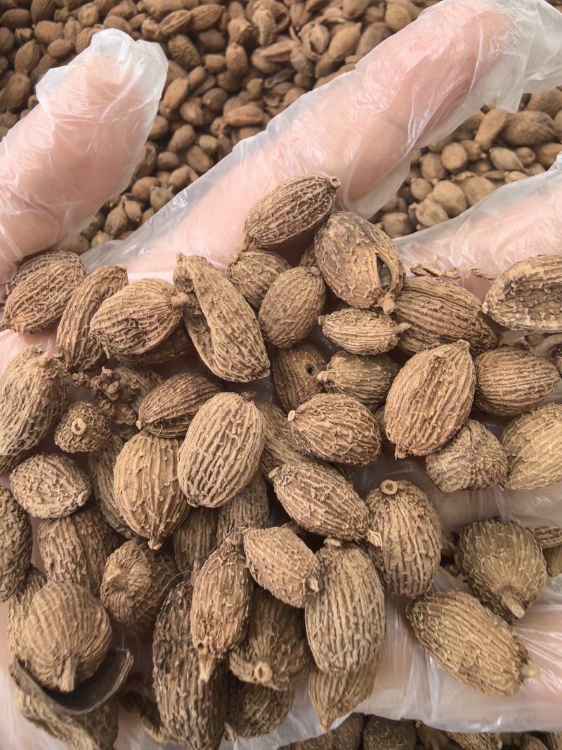 砂仁中药材正宗精选500g非春砂仁毛香料沙仁米煲汤泡茶