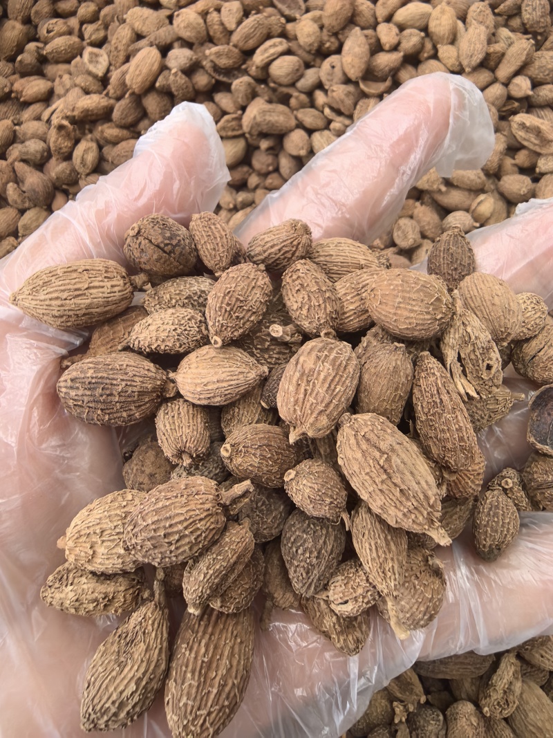 砂仁中药材正宗精选500g非春砂仁毛香料沙仁米煲汤泡茶