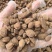 砂仁中药材正宗精选500g非春砂仁毛香料沙仁米煲汤泡茶