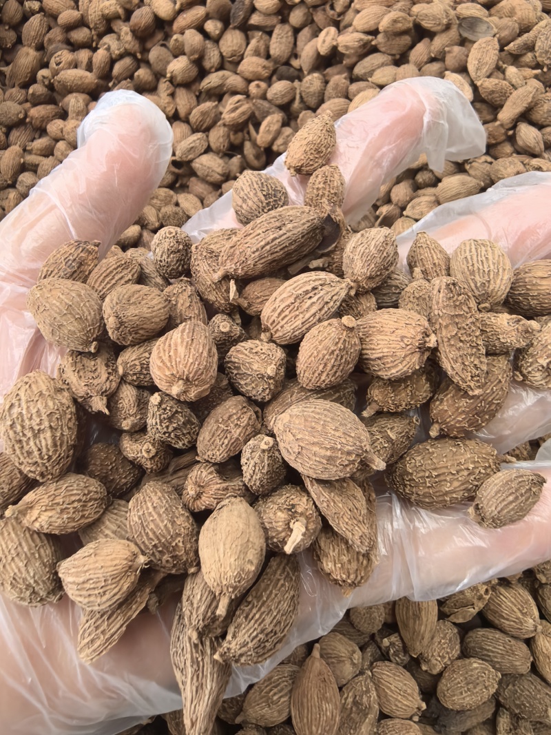 砂仁中药材正宗精选500g非春砂仁毛香料沙仁米煲汤泡茶