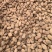 砂仁中药材正宗精选500g非春砂仁毛香料沙仁米煲汤泡茶