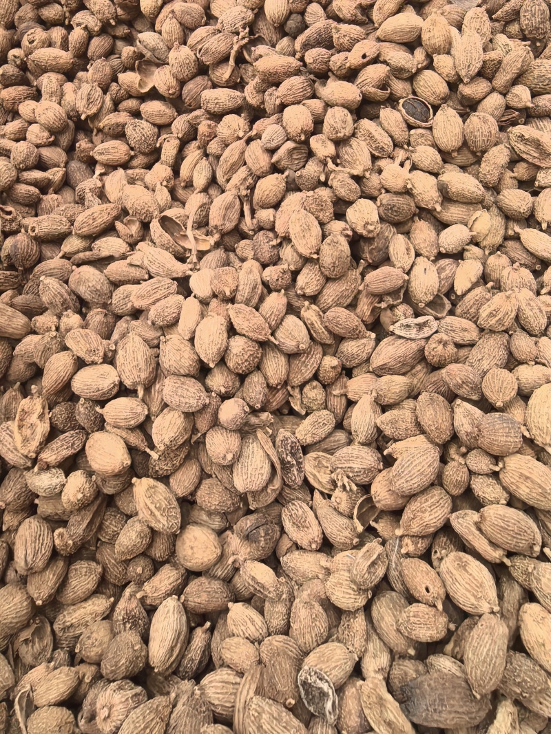 砂仁中药材正宗精选500g非春砂仁毛香料沙仁米煲汤泡茶