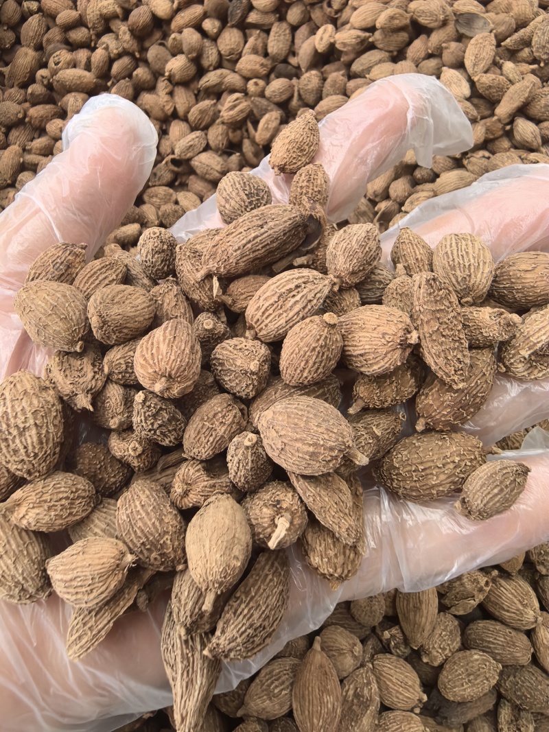 砂仁中药材正宗精选500g非春砂仁毛香料沙仁米煲汤泡茶