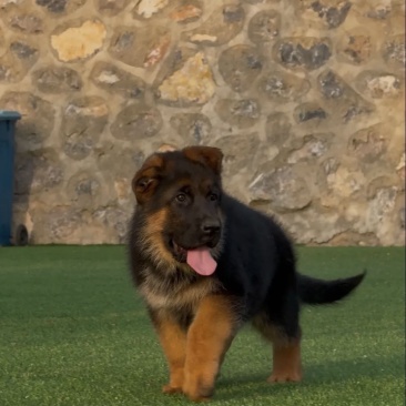 德国牧羊犬，公母都有（中亚牧羊犬，卡斯罗，杜宾等都有）