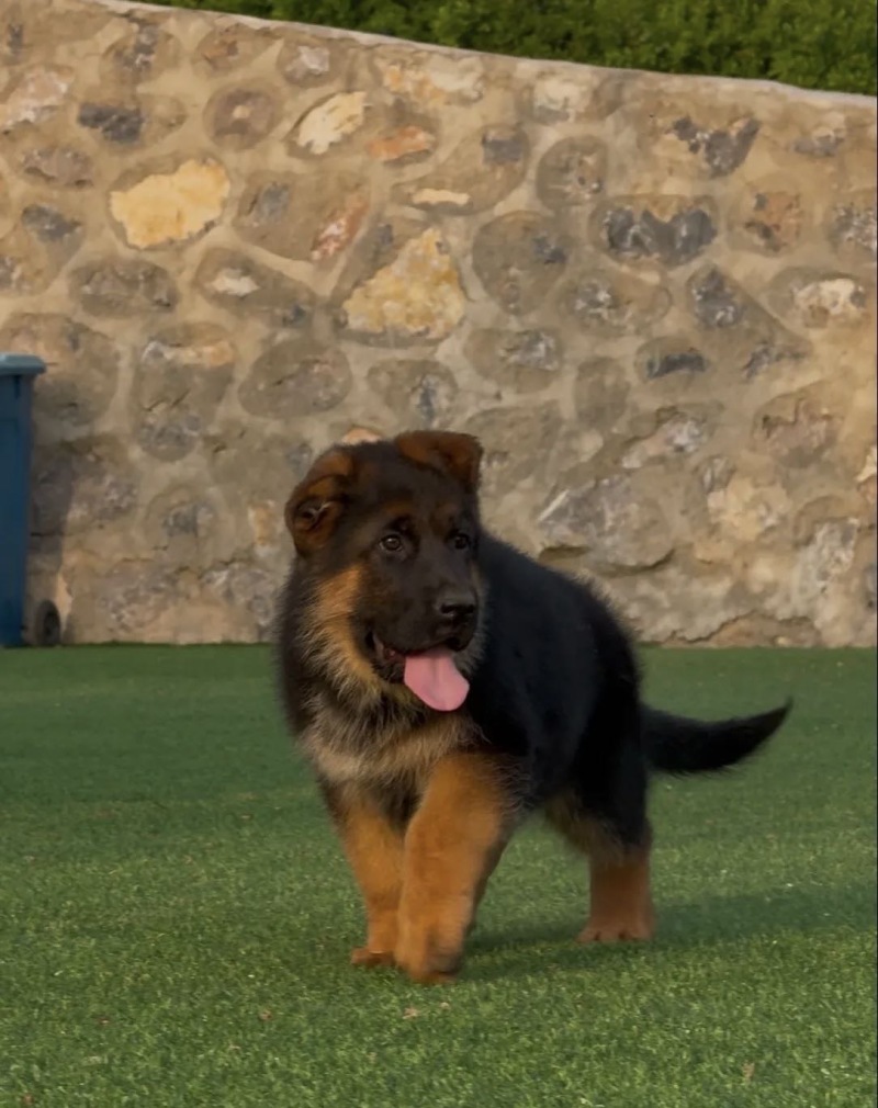 德国牧羊犬，公母都有（中亚牧羊犬，卡斯罗，杜宾等都有）