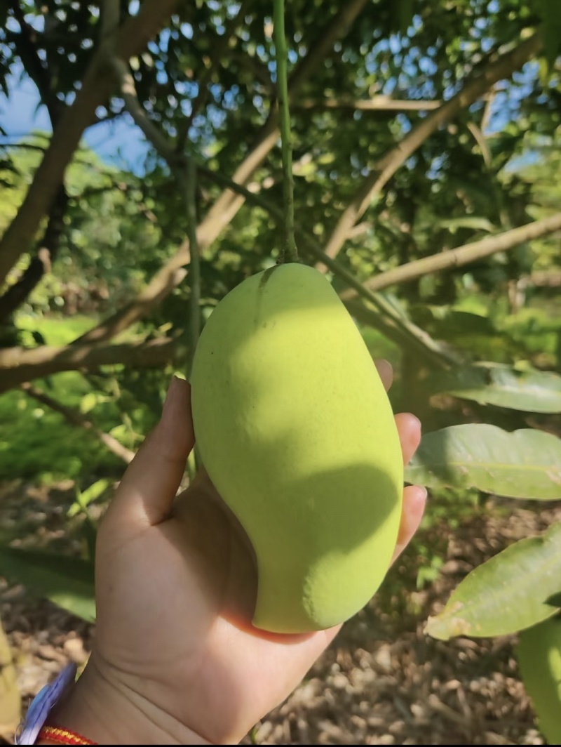 鹰嘴芒果金煌芒果产地一手工厂电商通货毛包果大量出货中