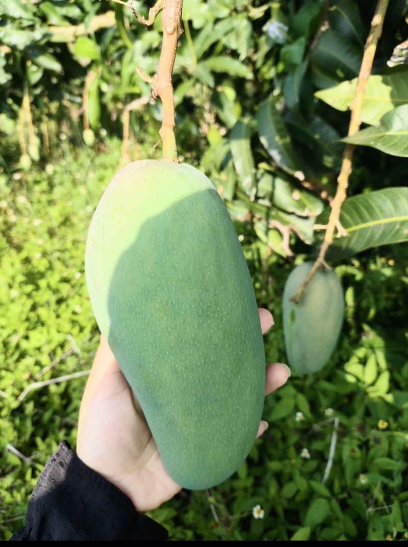 鹰嘴芒果金煌芒果产地一手工厂电商通货毛包果大量出货中