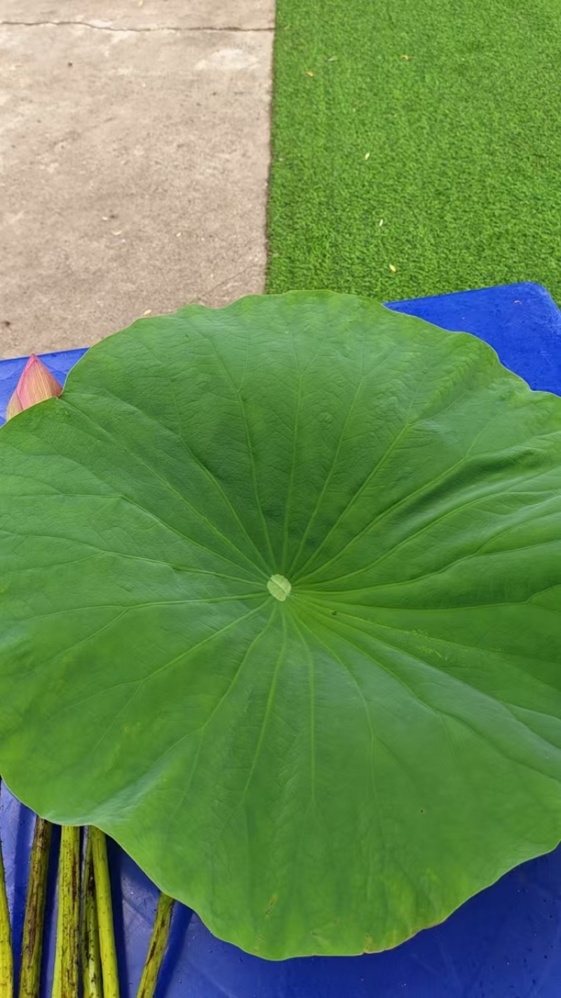 鲜荷叶
