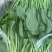广东菜心/菜薹