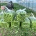广东菜心/菜薹