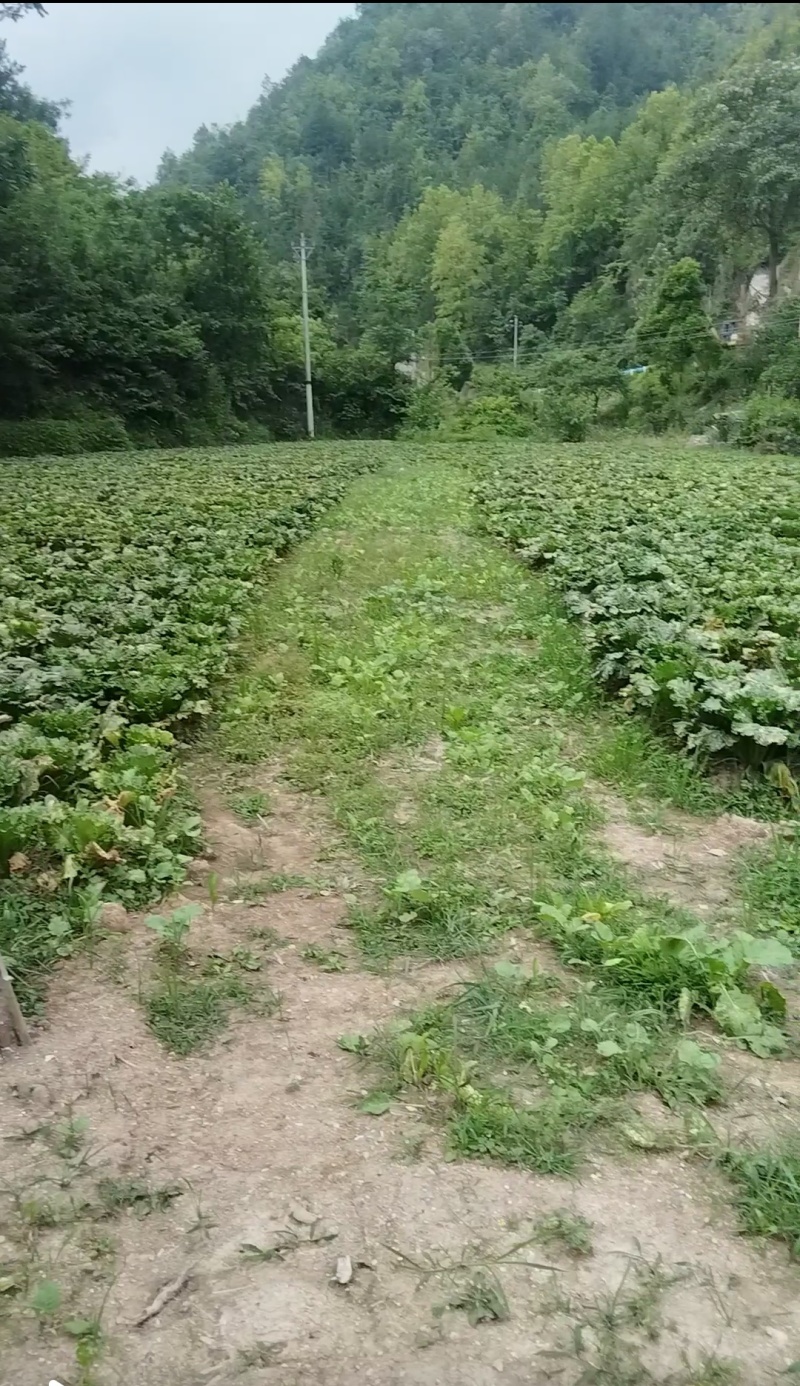 贵州麻叶菜