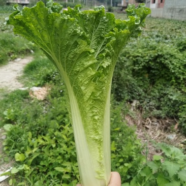 贵州麻叶菜