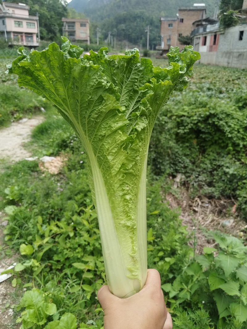 贵州麻叶菜