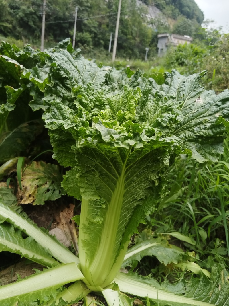 贵州麻叶菜