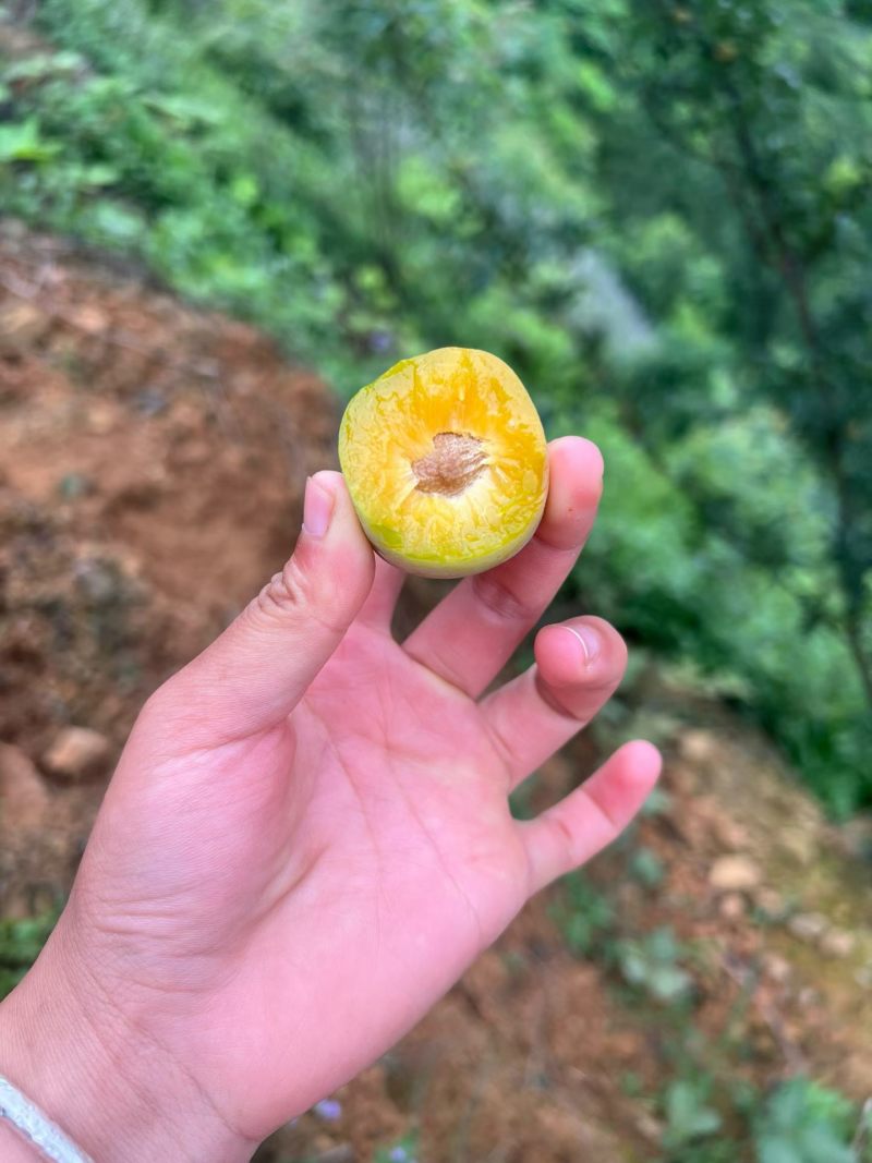 镇宁六马蜂糖李）