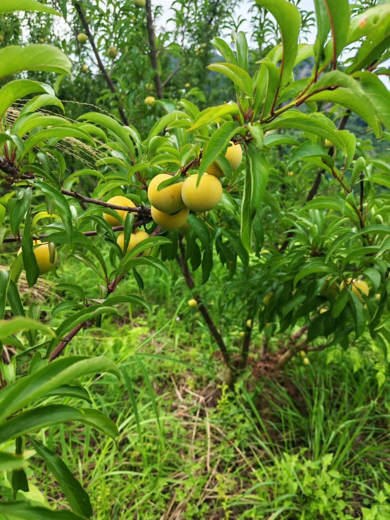 镇宁六马蜂糖李）