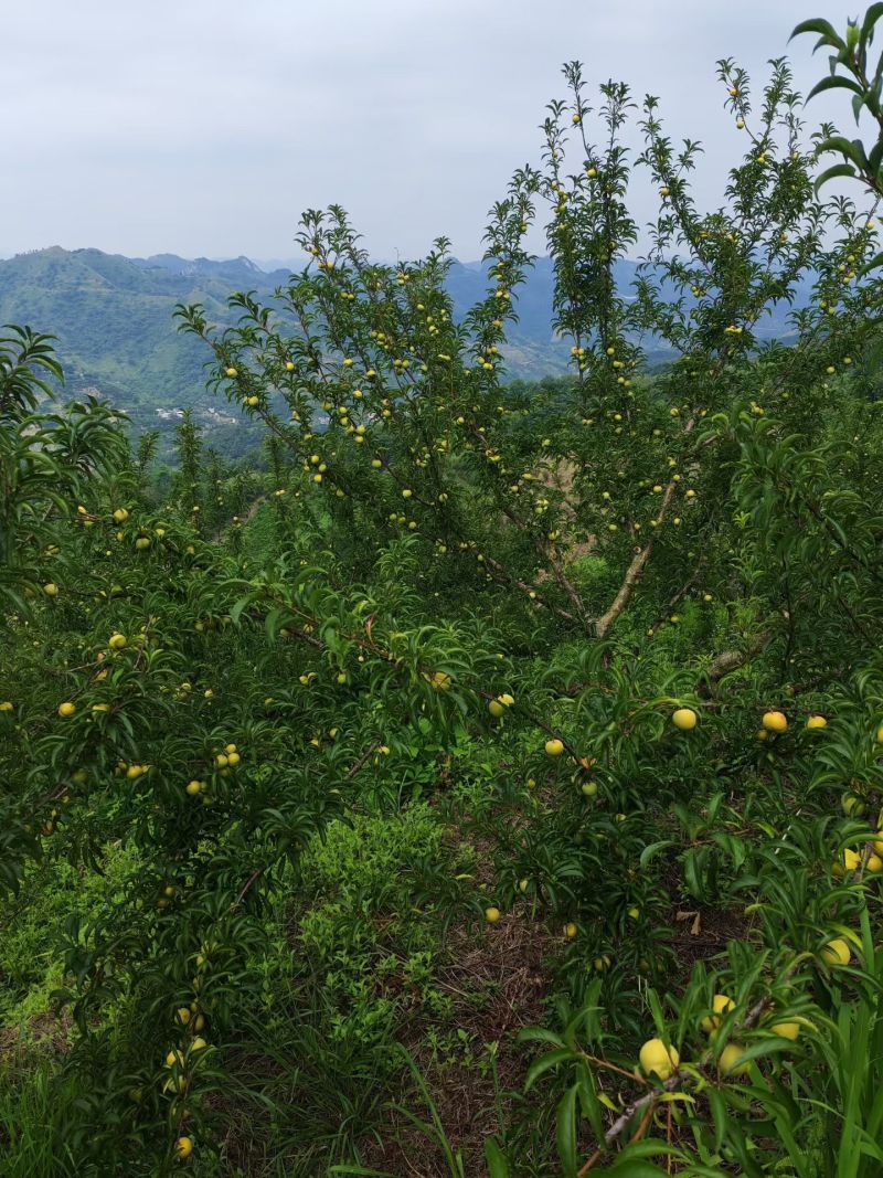 镇宁六马蜂糖李）