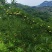 镇宁六马蜂糖李）