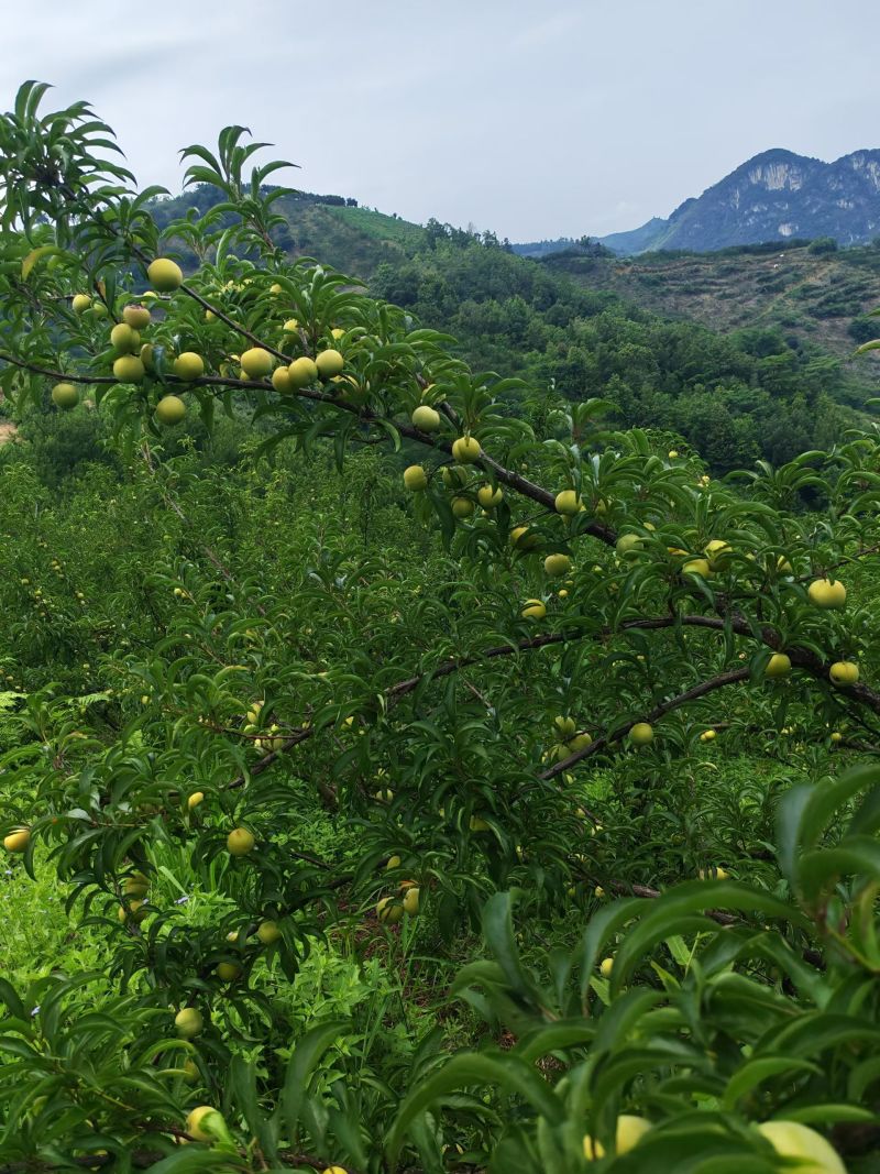 镇宁六马蜂糖李）