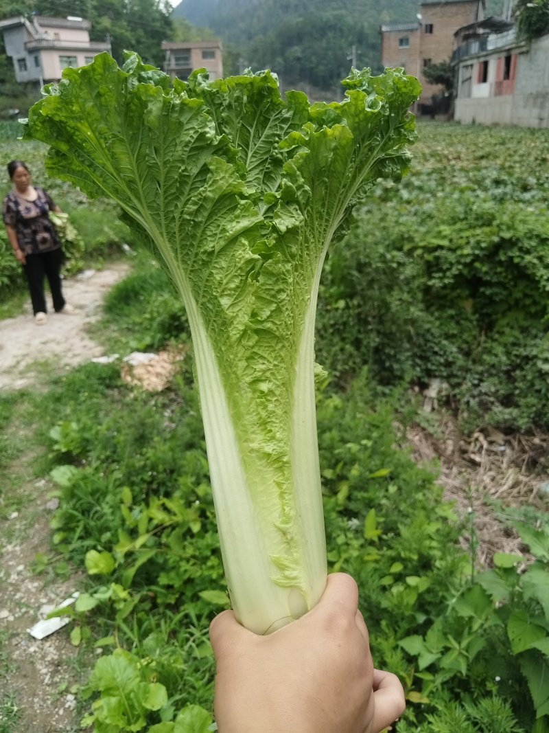 贵州麻叶菜