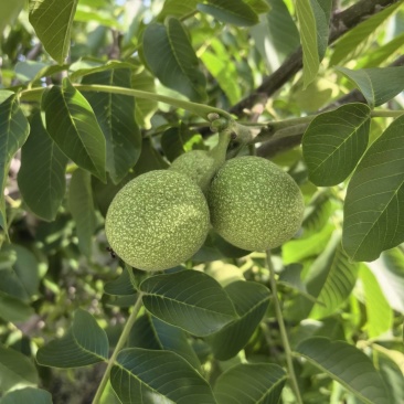 河北石家庄赞皇青皮核桃7月份大量上市有需要的老板和我联系