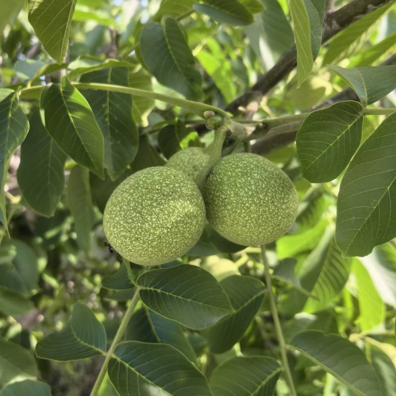 河北石家庄赞皇青皮核桃7月份大量上市有需要的老板和我联系
