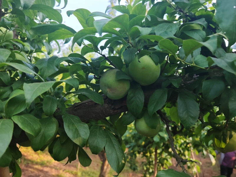 黑总统李子，大量上市，对接全国市场电商平台