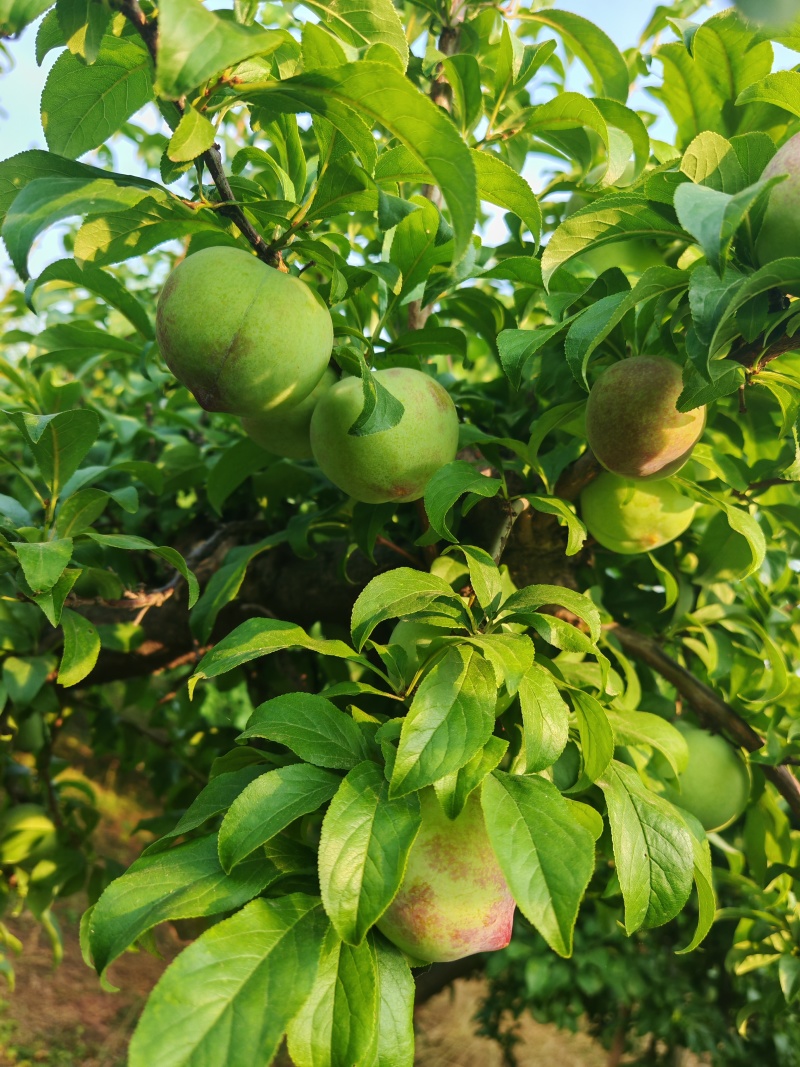黑总统李子，大量上市，对接全国市场电商平台