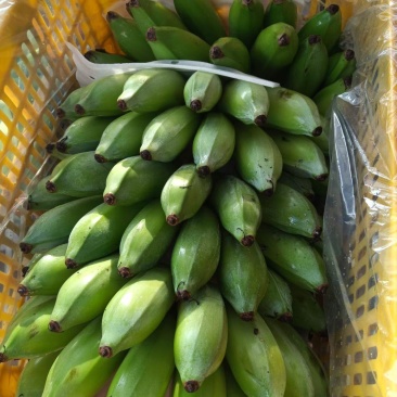 云南优质芭蕉