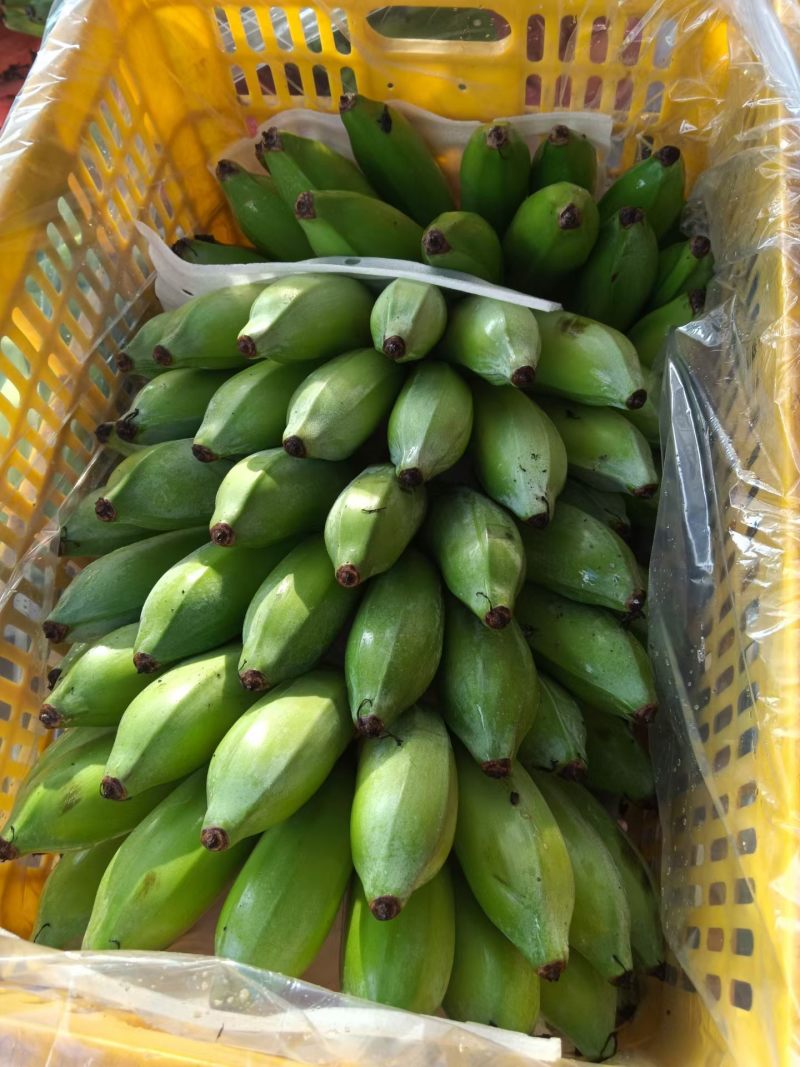 云南优质芭蕉