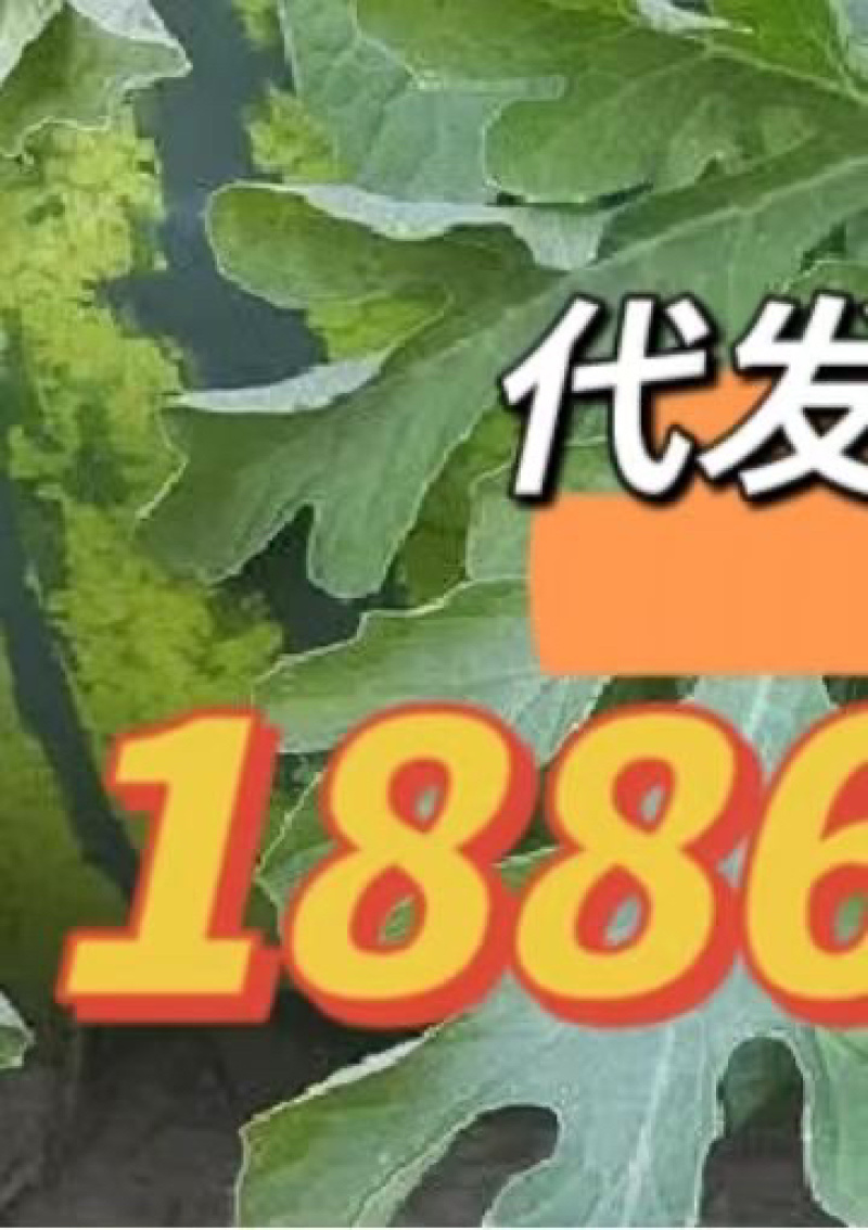 产地河南开封。美度西瓜12个糖以上欢迎咨询