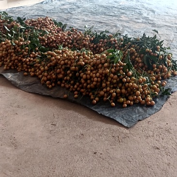 黄皮果