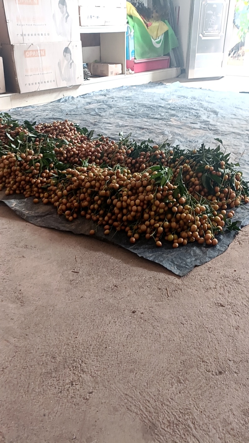 黄皮果