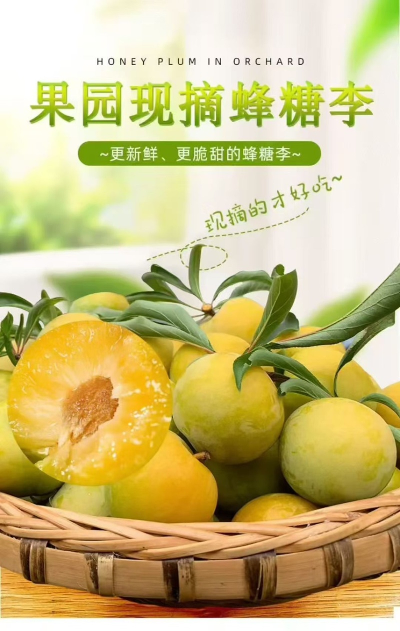 贵州六马蜂糖李