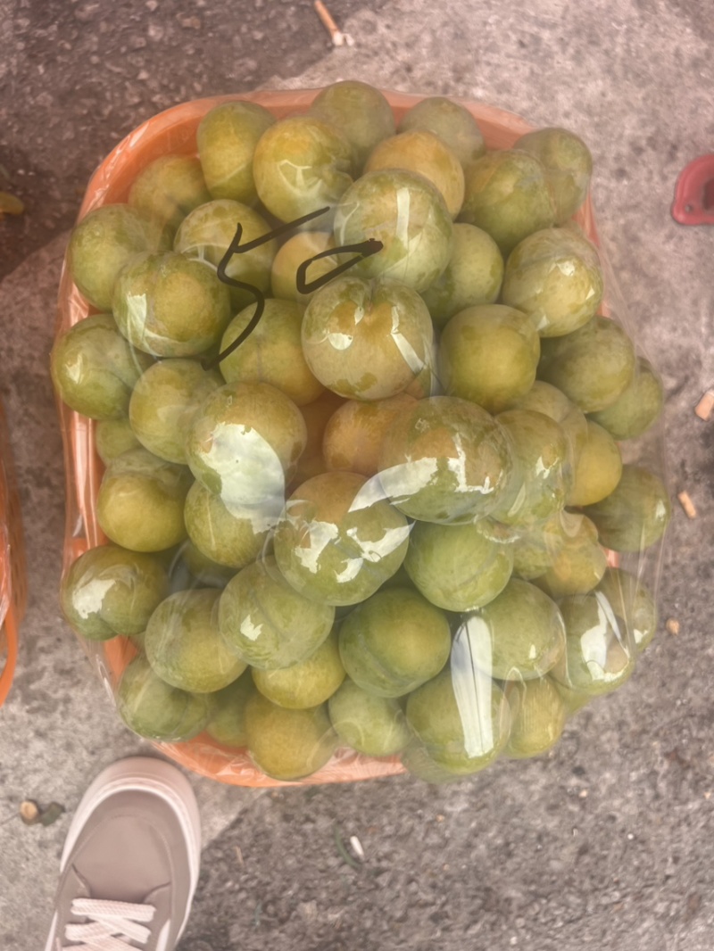贵州六马蜂糖李