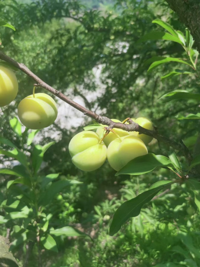 贵州六马蜂糖李