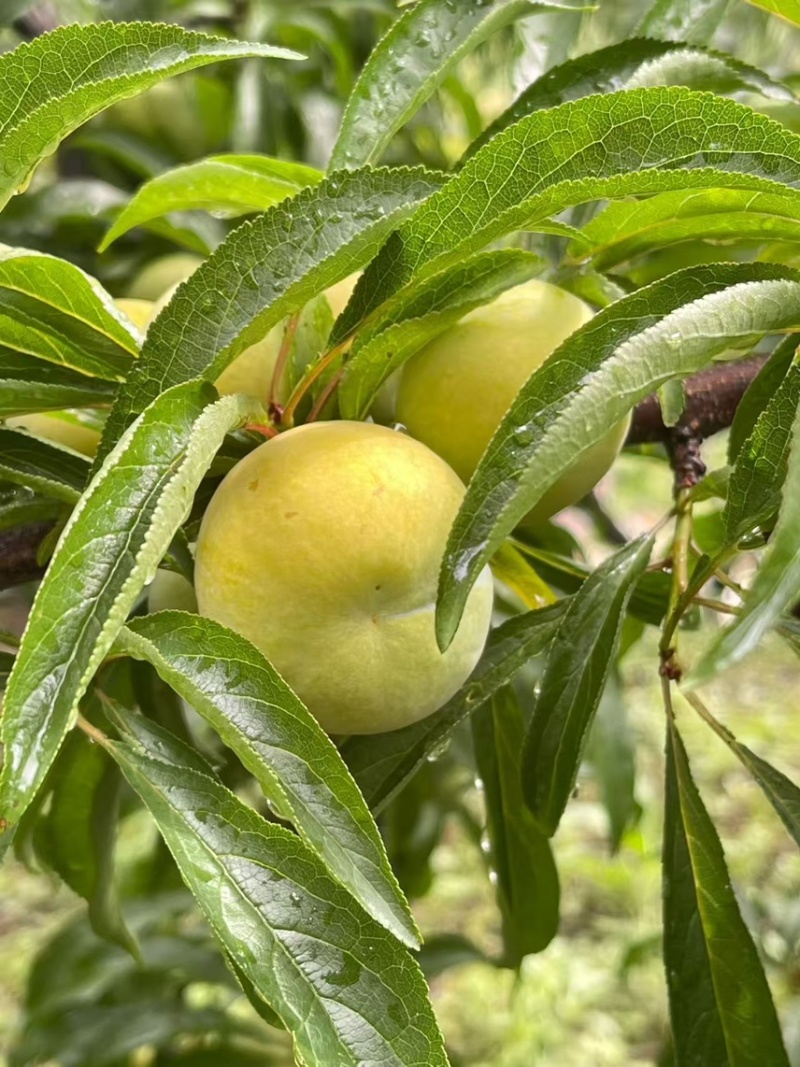 贵州六马蜂糖李