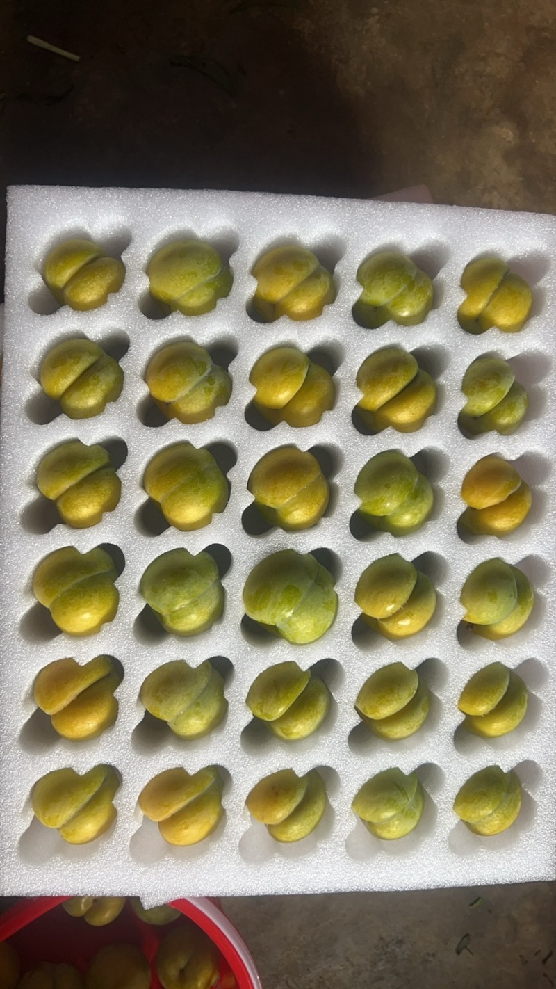 贵州六马蜂糖李